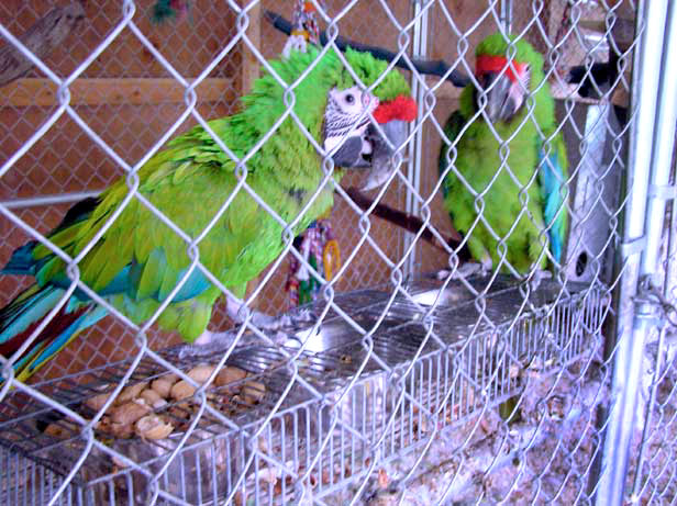 Macaws+for+sale